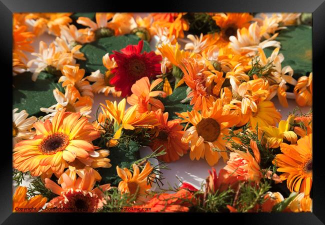 Red and orange chrysanthemums Framed Print by Gordon Dixon