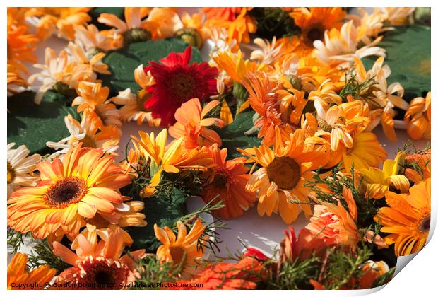 Red and orange chrysanthemums Print by Gordon Dixon