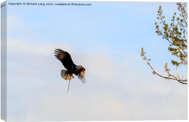 Sunlit Bald Eagle in flight  Canvas Print by Richard Long