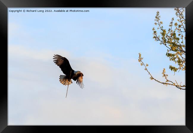 Sunlit Bald Eagle in flight  Framed Print by Richard Long