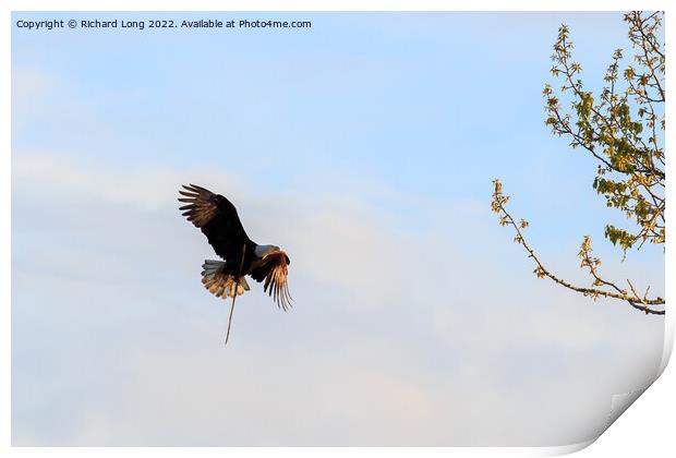Sunlit Bald Eagle in flight  Print by Richard Long