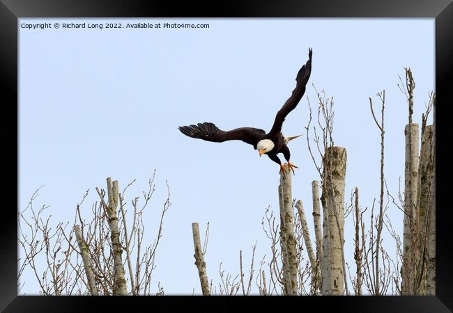 Bald Eagle taking off Framed Print by Richard Long
