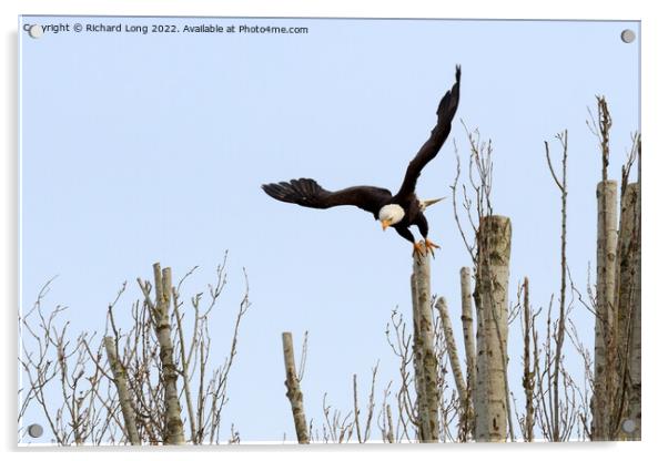 Bald Eagle taking off Acrylic by Richard Long