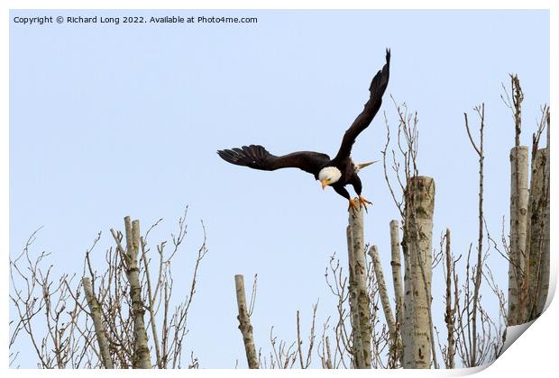 Bald Eagle taking off Print by Richard Long