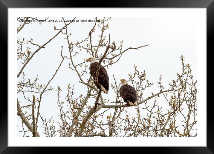 Pair of Bald Eagles perched  Framed Mounted Print by Richard Long