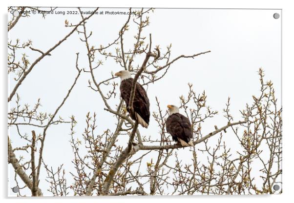 Pair of Bald Eagles perched  Acrylic by Richard Long