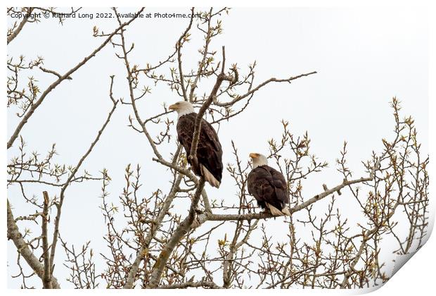 Pair of Bald Eagles perched  Print by Richard Long