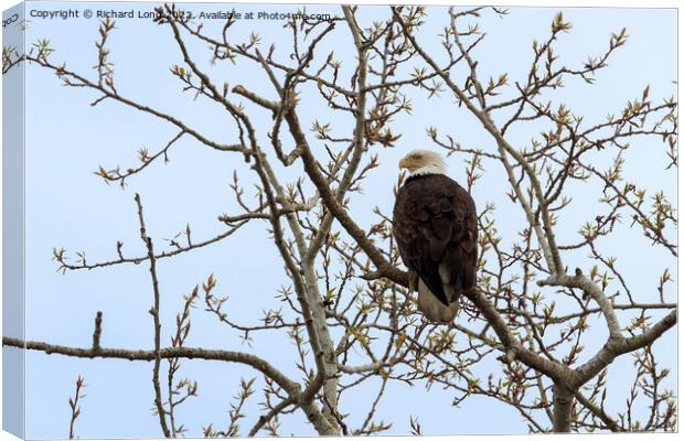 Bald Eagle perched in a tree Canvas Print by Richard Long