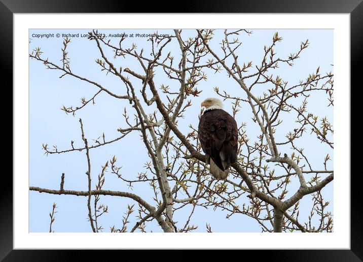Bald Eagle perched in a tree Framed Mounted Print by Richard Long