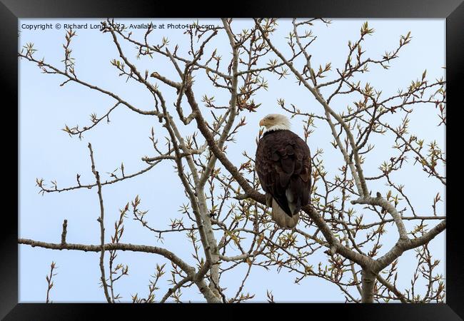 Bald Eagle perched in a tree Framed Print by Richard Long