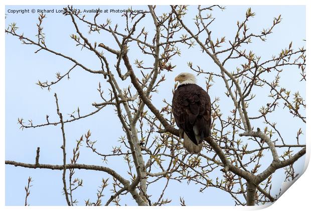 Bald Eagle perched in a tree Print by Richard Long