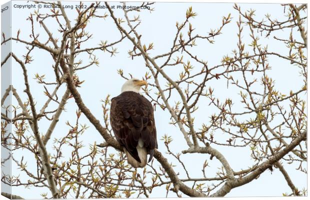 Bald Eagle perched in a tree  Canvas Print by Richard Long