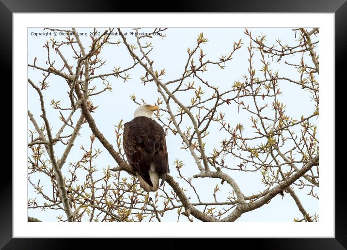 Bald Eagle perched in a tree  Framed Mounted Print by Richard Long