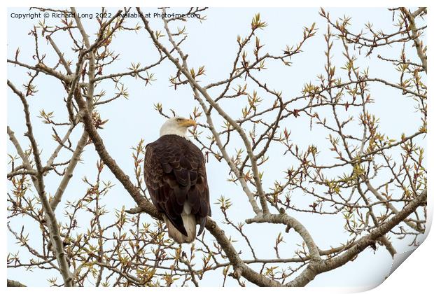 Bald Eagle perched in a tree  Print by Richard Long