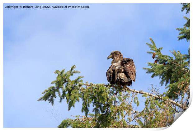 First year Bald Eagle perched on a fir tree Print by Richard Long