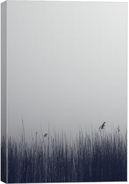 The reeds and the infinity Canvas Print by Dimitrios Paterakis