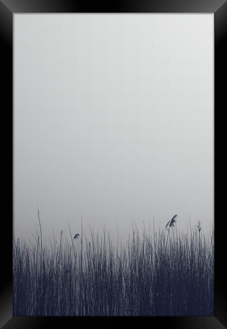 The reeds and the infinity Framed Print by Dimitrios Paterakis