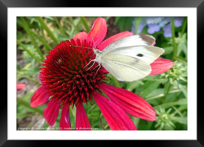 Red Coneflower and White Butterfly Framed Mounted Print by Deanne Flouton