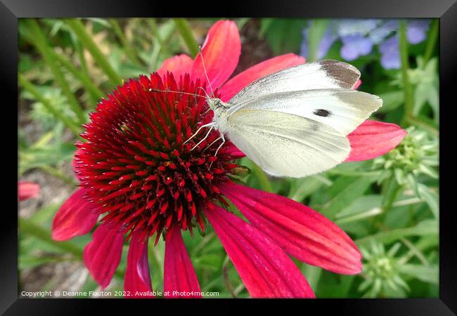Red Coneflower and White Butterfly Framed Print by Deanne Flouton