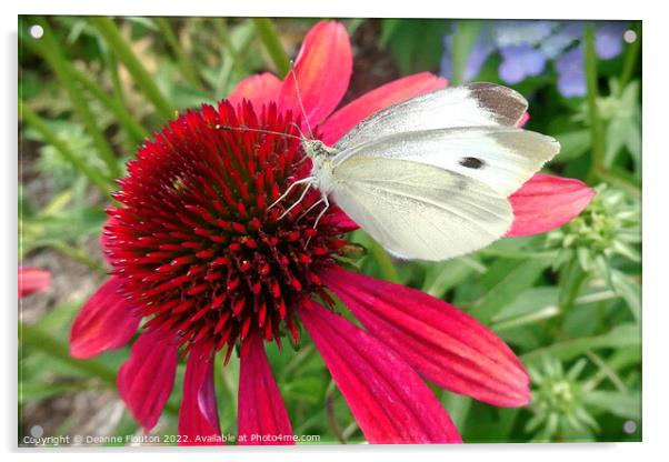 Red Coneflower and White Butterfly Acrylic by Deanne Flouton
