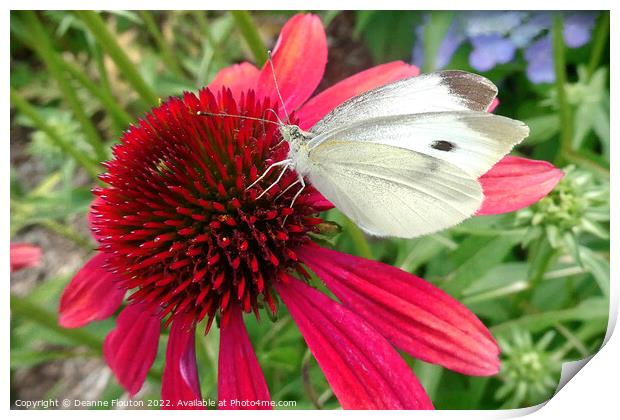 Red Coneflower and White Butterfly Print by Deanne Flouton