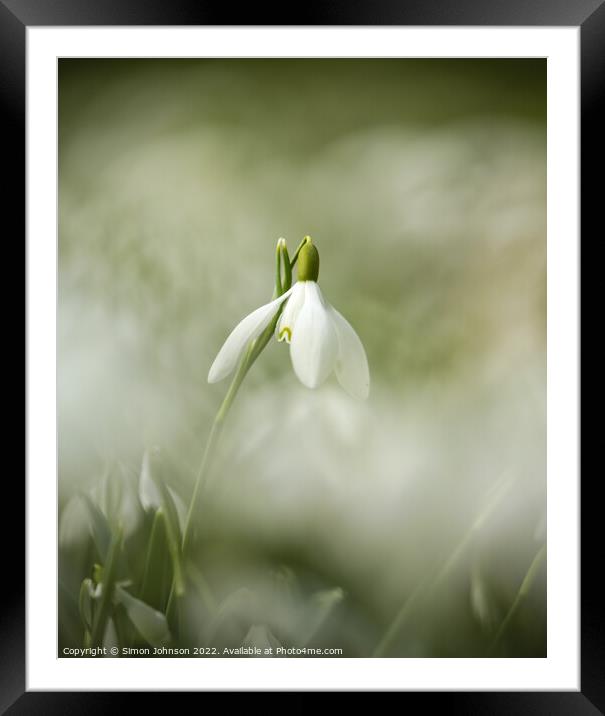  Snowdrop flower Framed Mounted Print by Simon Johnson