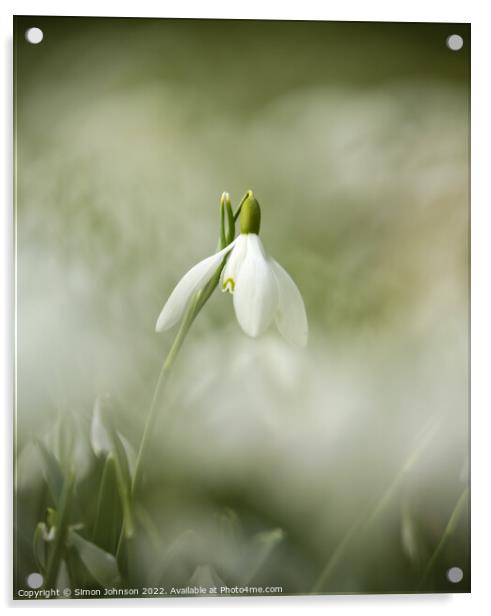  Snowdrop flower Acrylic by Simon Johnson