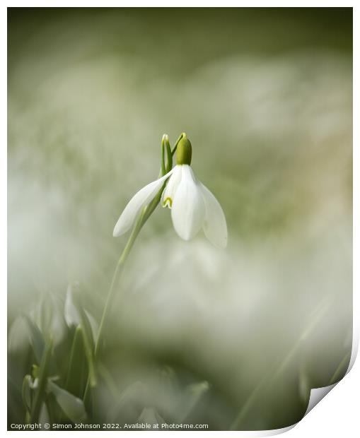  Snowdrop flower Print by Simon Johnson