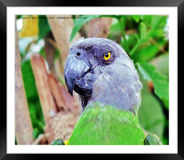 Senegal Parrot Framed Mounted Print by Jason Williams