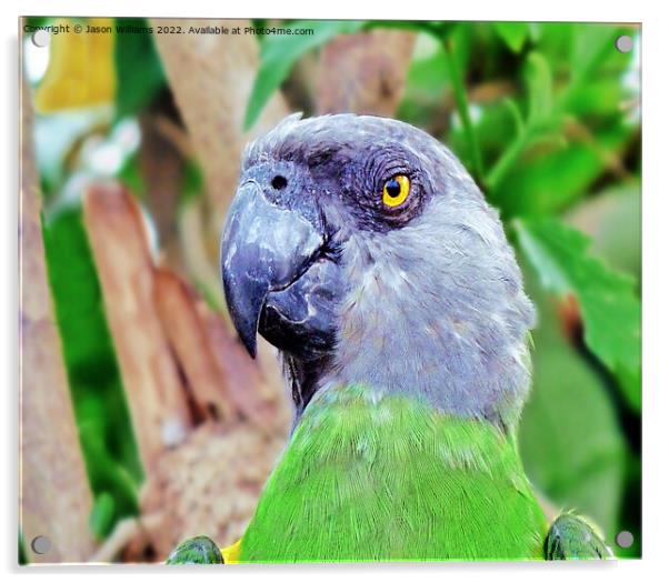 Senegal Parrot Acrylic by Jason Williams