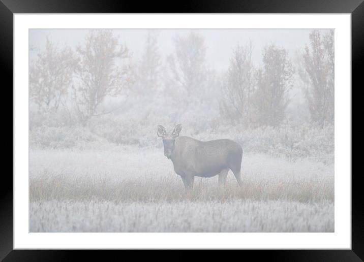 Moose in the Mist Framed Mounted Print by Arterra 