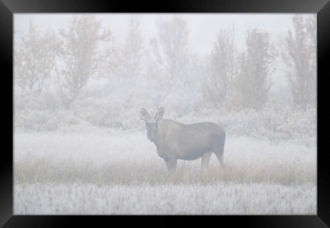 Moose in the Mist Framed Print by Arterra 