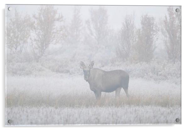 Moose in the Mist Acrylic by Arterra 