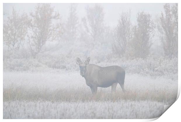 Moose in the Mist Print by Arterra 