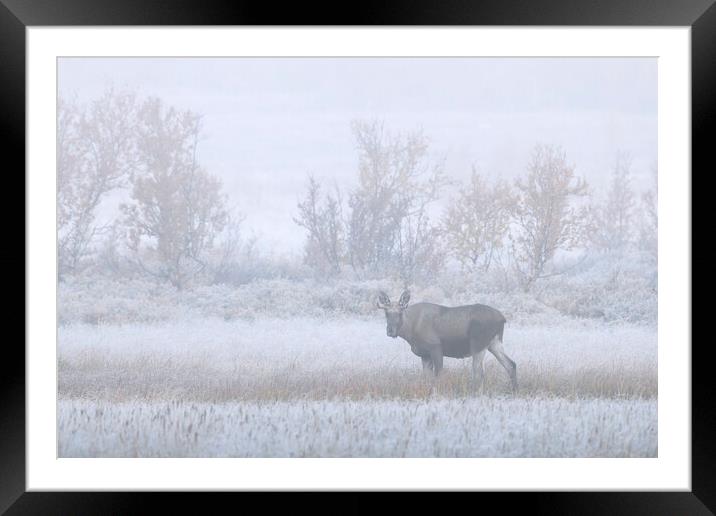 Young Moose in the Fog Framed Mounted Print by Arterra 