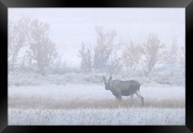 Young Moose in the Fog Framed Print by Arterra 