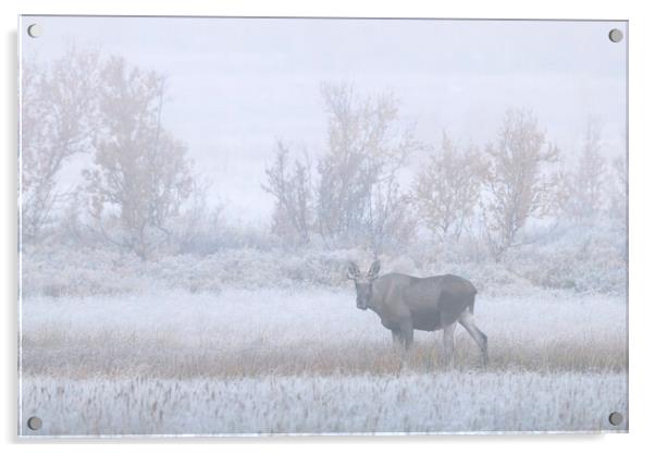Young Moose in the Fog Acrylic by Arterra 