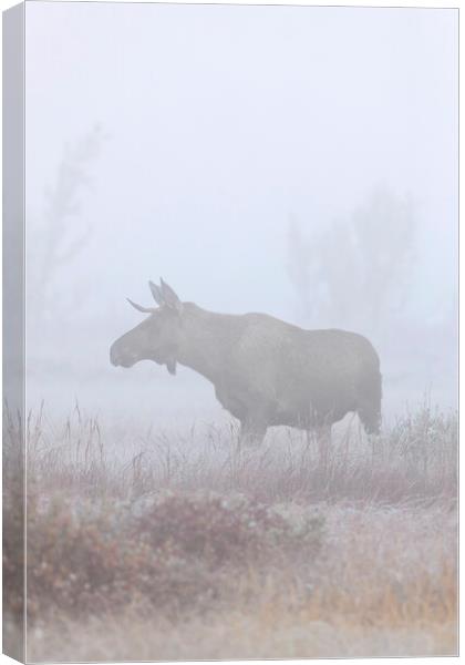 Moose in Thick Fog Canvas Print by Arterra 