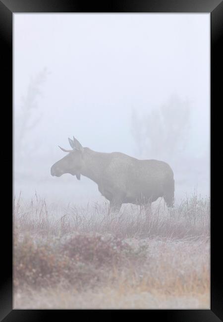 Moose in Thick Fog Framed Print by Arterra 
