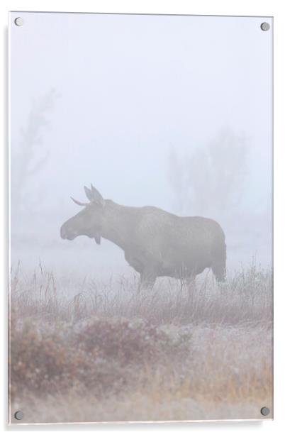 Moose in Thick Fog Acrylic by Arterra 