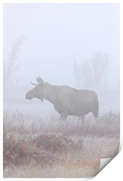Moose in Thick Fog Print by Arterra 