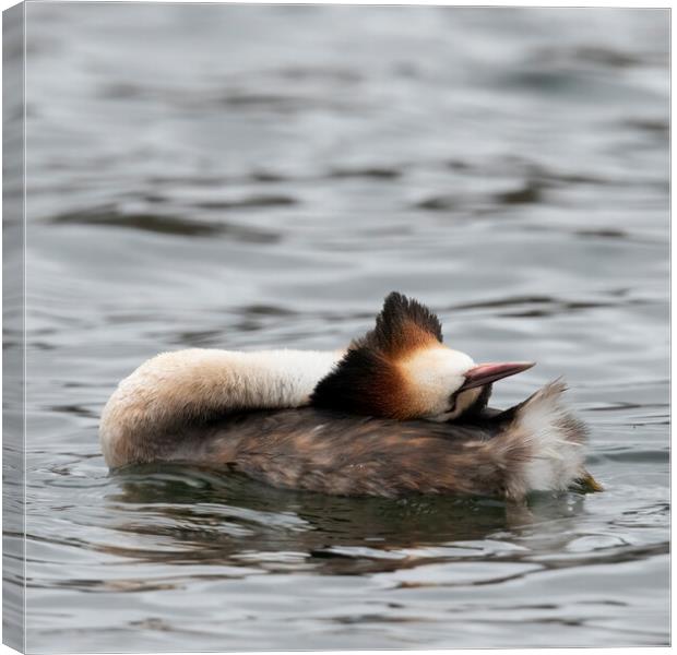 Great crested grebe taking it easy Canvas Print by Jonathan Thirkell