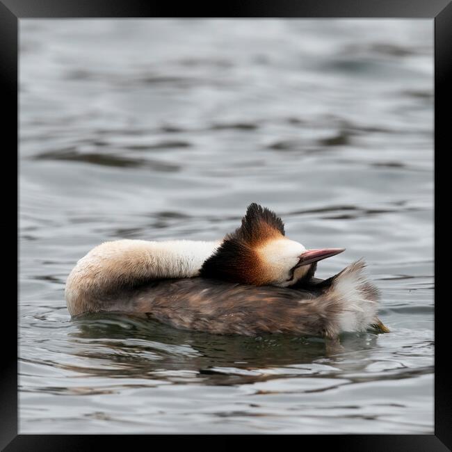 Great crested grebe taking it easy Framed Print by Jonathan Thirkell