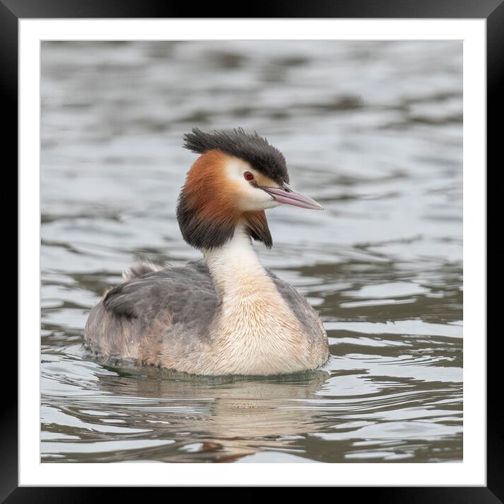 Great crested grebe Framed Mounted Print by Jonathan Thirkell