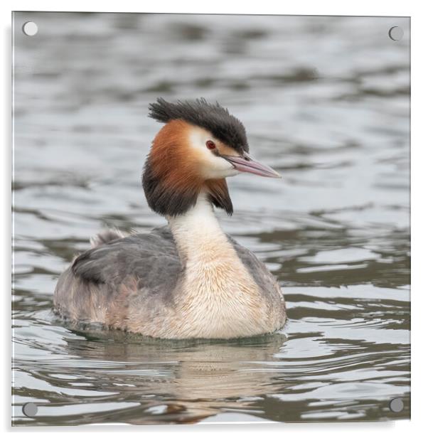 Great crested grebe Acrylic by Jonathan Thirkell