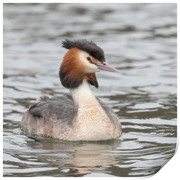 Great crested grebe Print by Jonathan Thirkell