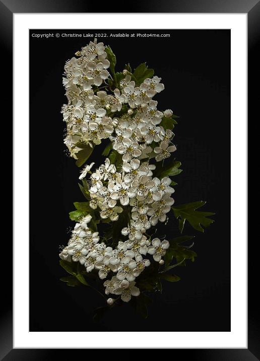 White Blossom Framed Mounted Print by Christine Lake