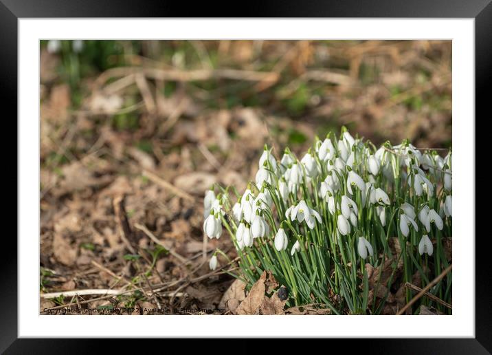 Winter snowdrops Framed Mounted Print by Chris Yaxley