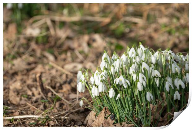 Winter snowdrops Print by Chris Yaxley