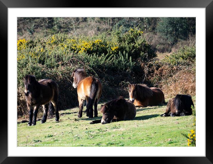 Exmoor Ponies Resting. Framed Mounted Print by Mark Ward